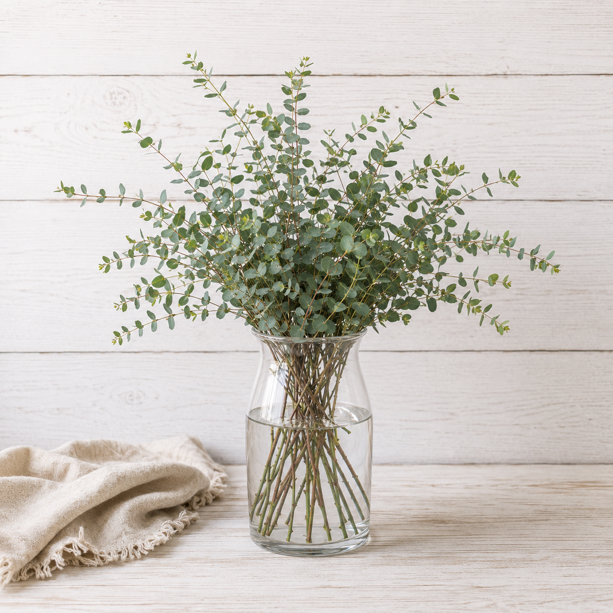 COMING SOON | Parvula Gum | Fresh Eucalyptus | 10 Stem Bunches