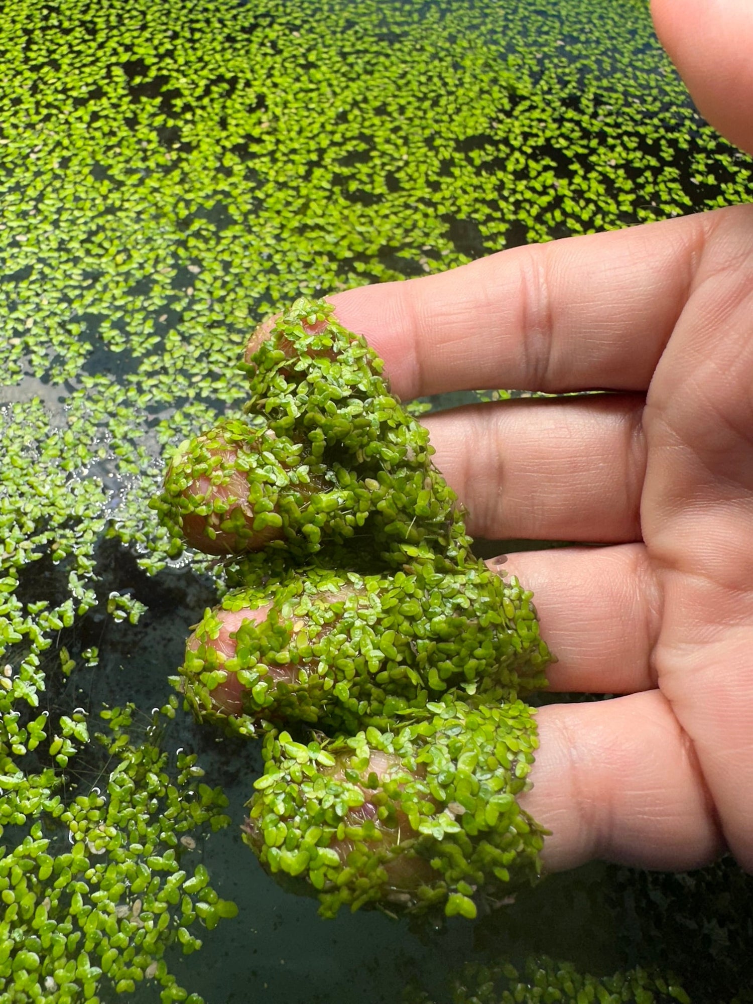 Aquatic Feeder Plants