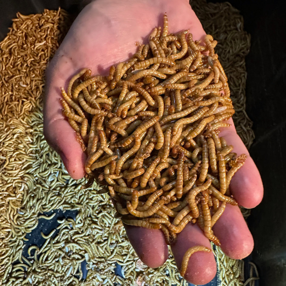 Mealworms