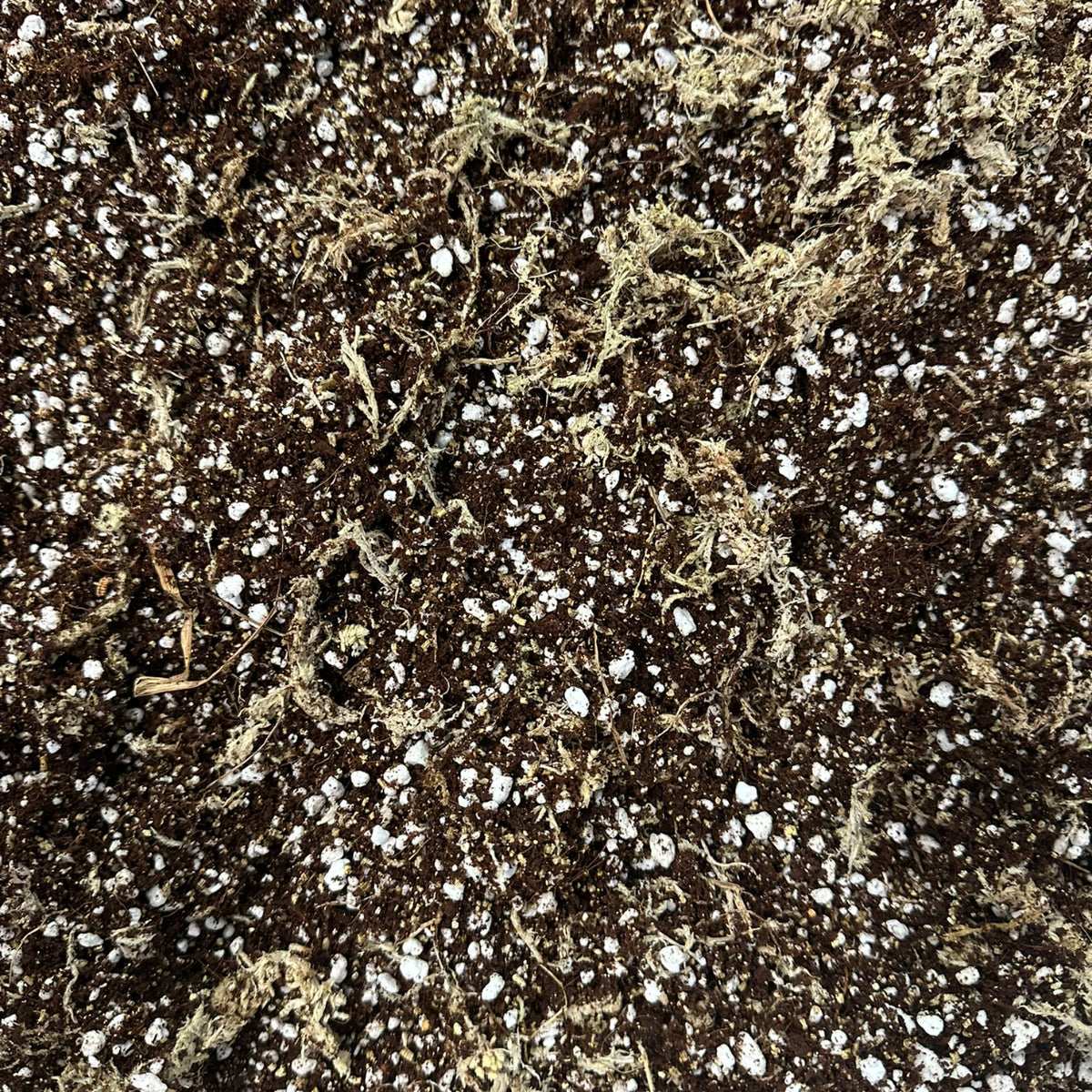 African Violet Soil Mix – Fine-Textured Potting Mix for Indoor Plants