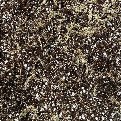 African Violet Soil Mix – Fine-Textured Potting Mix for Indoor Plants