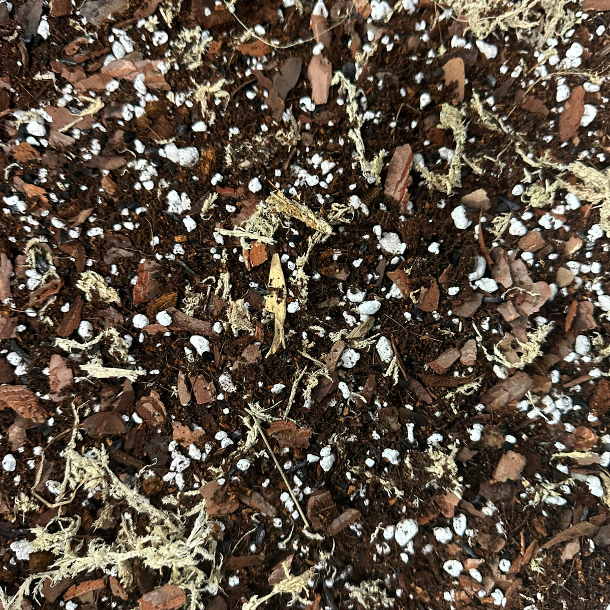 Alocasia Soil Mix – Moisture-Retentive Aroid Potting Mix for Indoor Plants