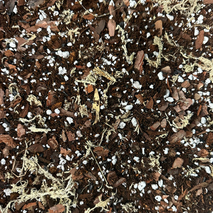 Alocasia Soil Mix – Moisture-Retentive Aroid Potting Mix for Indoor Plants
