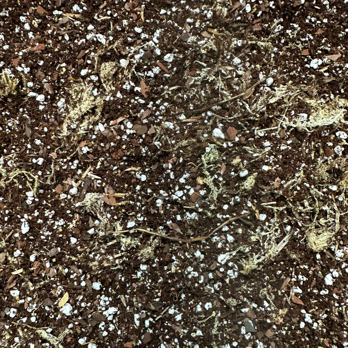 Begonia Soil Mix – Moisture-Balanced Potting Mix for Indoor Plants