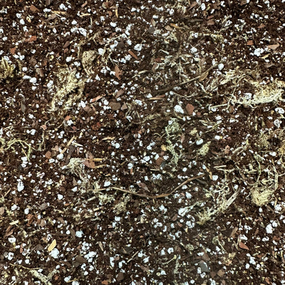 Begonia Soil Mix – Moisture-Balanced Potting Mix for Indoor Plants