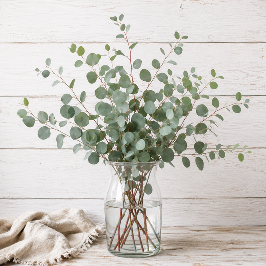 COMING SOON | Polyanthemos | Fresh Eucalyptus | 10 Stem Bunches