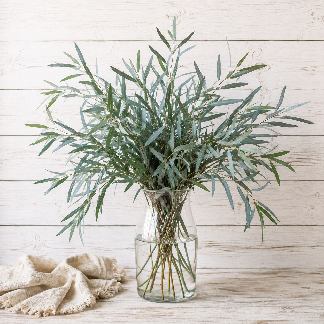 COMING SOON | Nicholii Willow | Fresh Eucalyptus | 10 Stem Bunches