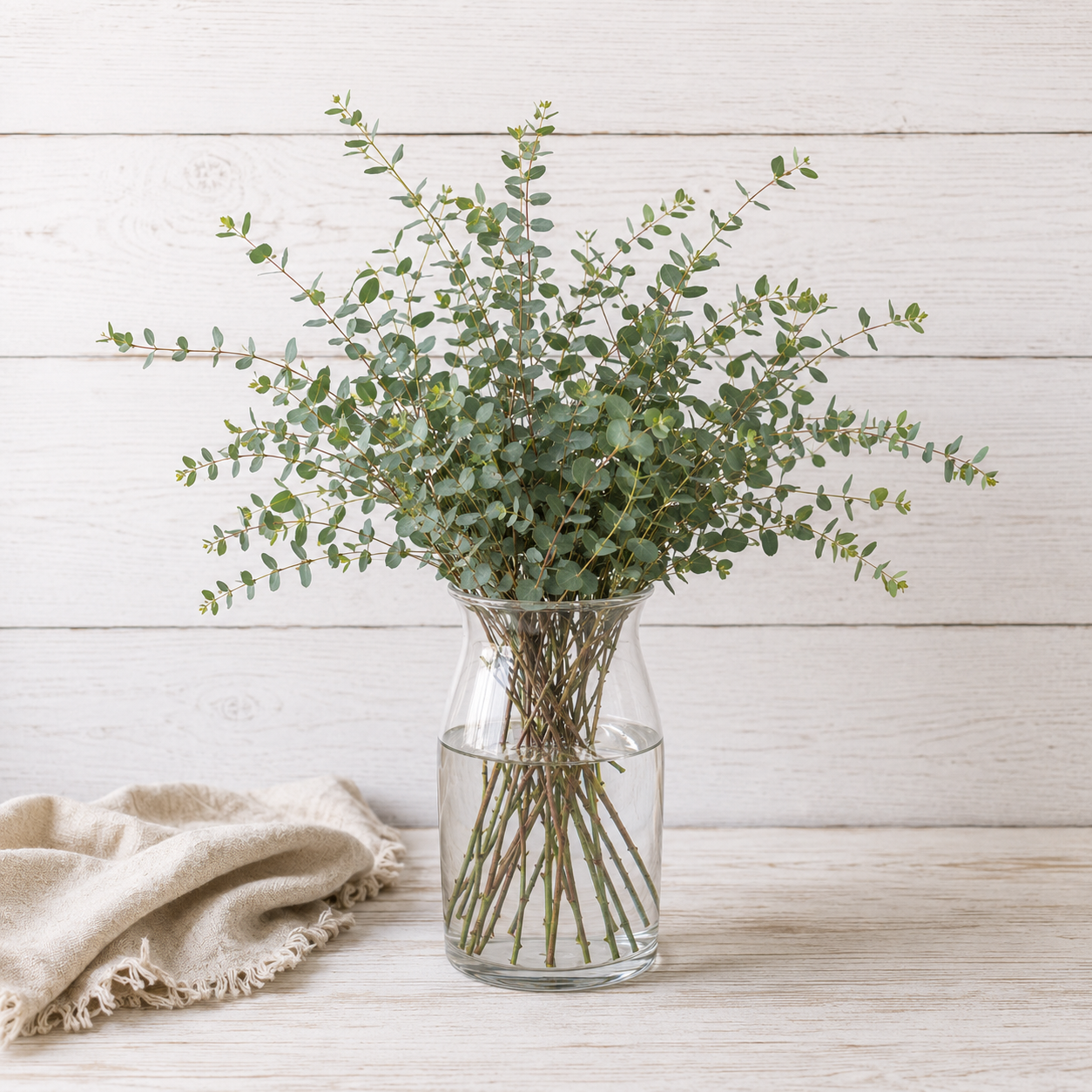 COMING SOON | Parvula Gum | Fresh Eucalyptus | 10 Stem Bunches