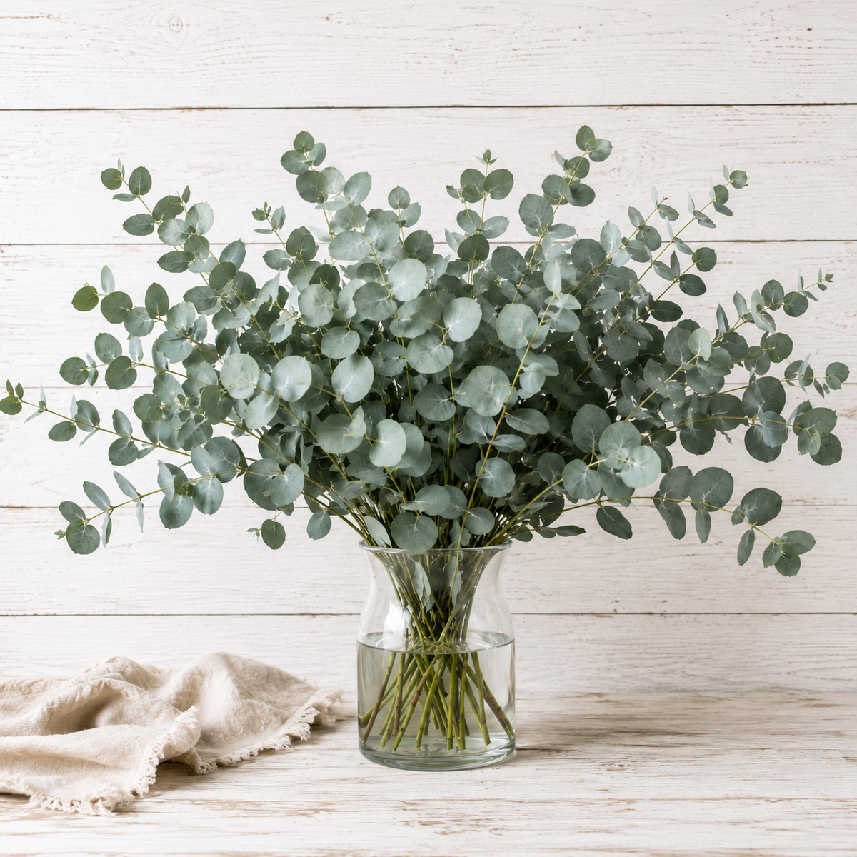 COMING SOON | Silver Dollar | Fresh Eucalyptus | 10 Stem Bunches
