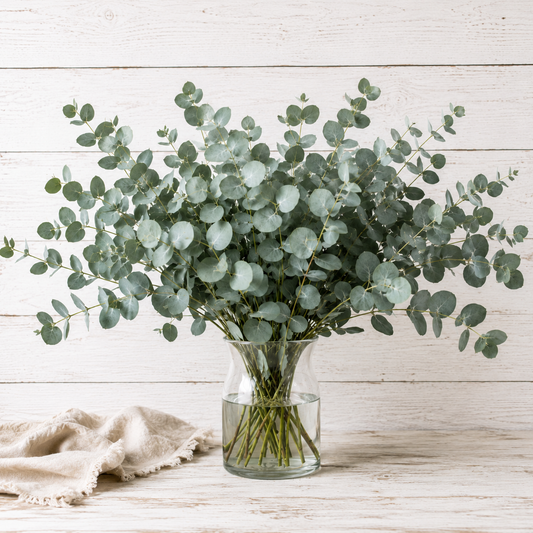 COMING SOON | Silver Dollar | Fresh Eucalyptus | 10 Stem Bunches