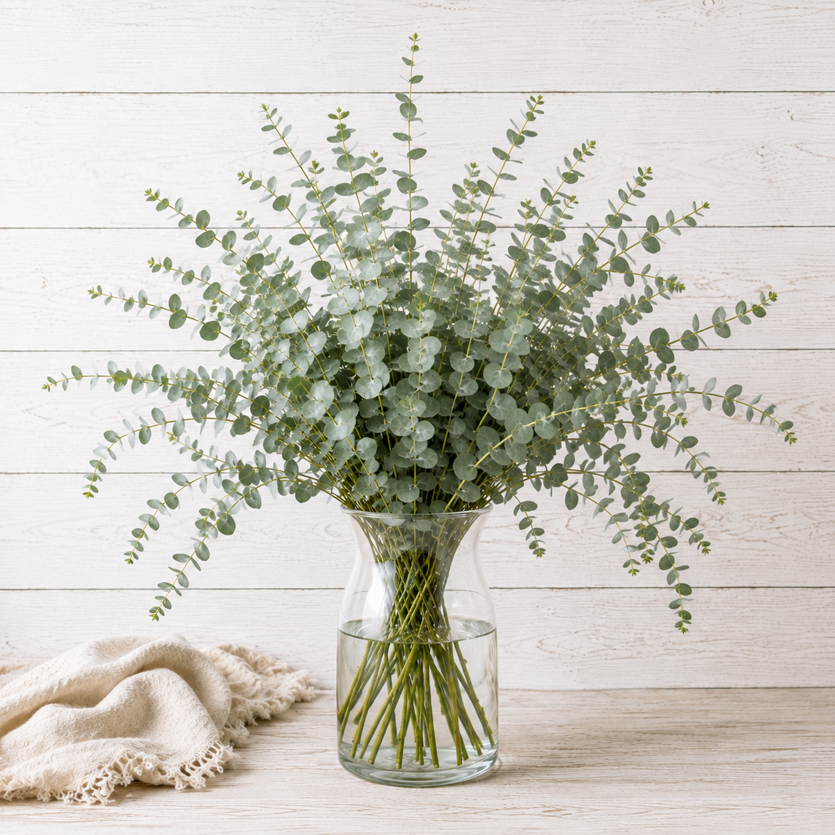 COMING SOON | Silver Drop | Fresh Eucalyptus | 10 Stem Bunches
