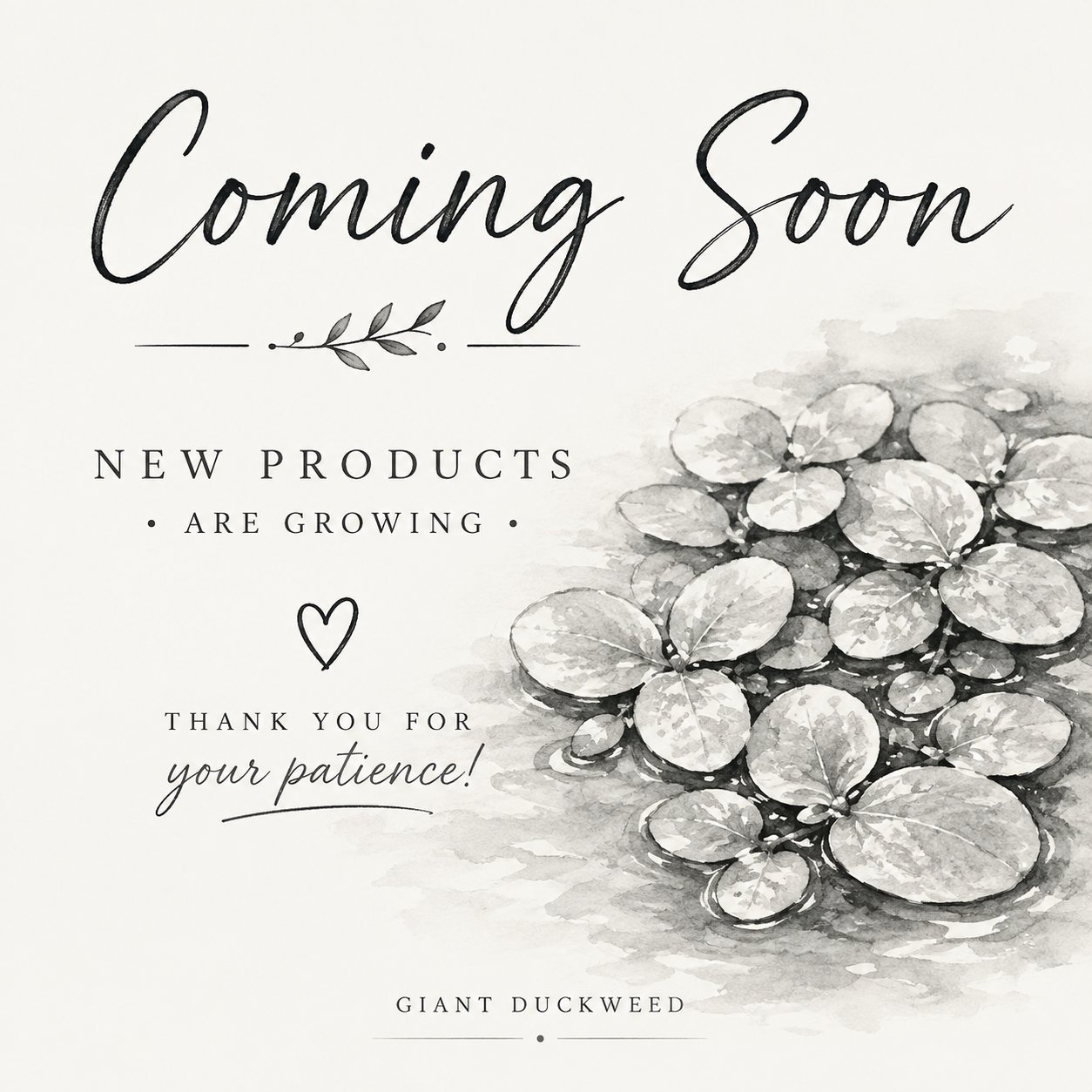 COMING SOON | Giant Duckweed – Aquatic Feeder Plant