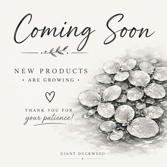 COMING SOON | Giant Duckweed – Aquatic Feeder Plant
