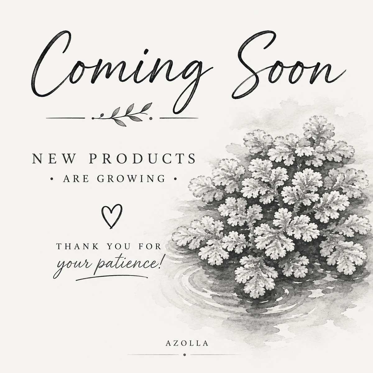 COMING SOON | Azolla – Aquatic Feeder Plant