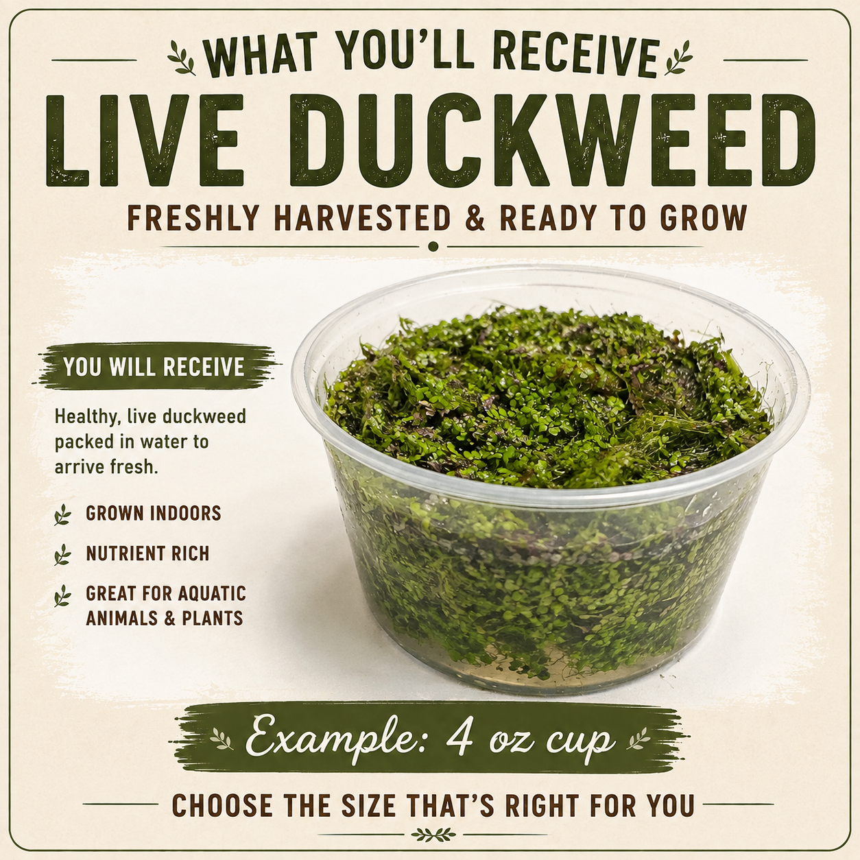 Live Small Duckweed – Freshwater Aquarium & Aquatic Feeder Plant