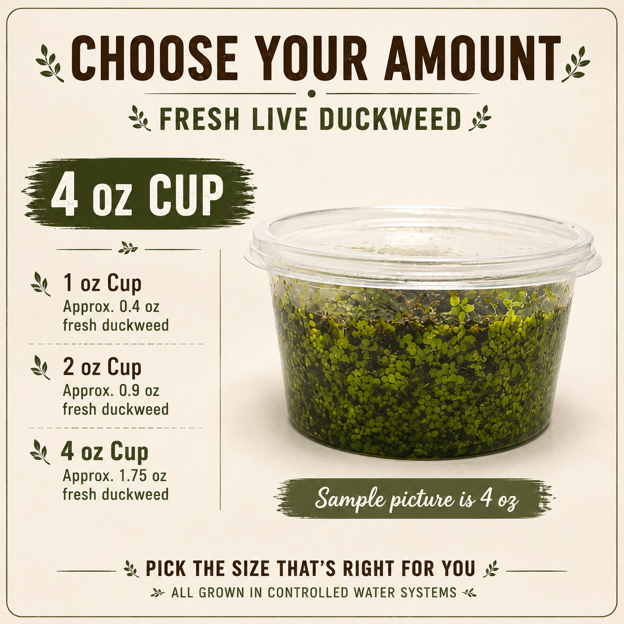 Live Small Duckweed – Freshwater Aquarium & Aquatic Feeder Plant