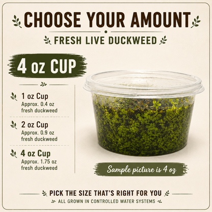 Live Small Duckweed – Freshwater Aquarium & Aquatic Feeder Plant