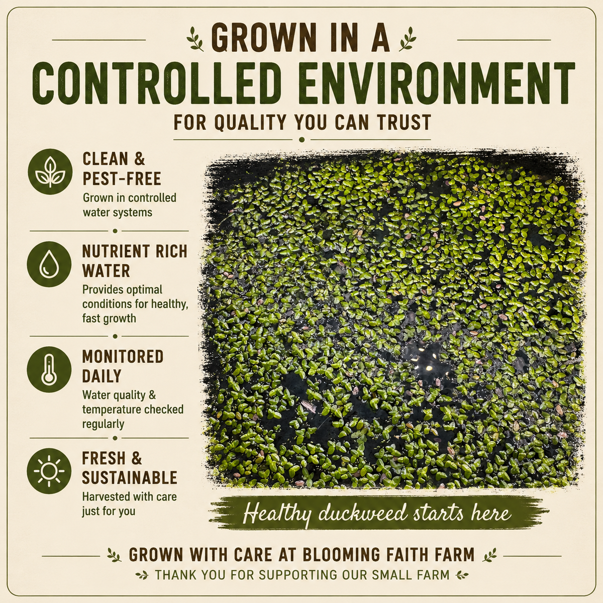 Live Small Duckweed – Freshwater Aquarium & Aquatic Feeder Plant