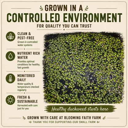 Live Small Duckweed – Freshwater Aquarium & Aquatic Feeder Plant