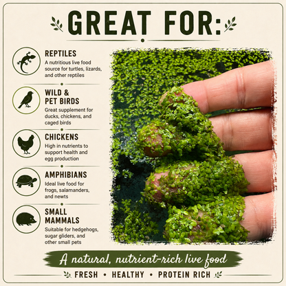 Live Small Duckweed – Freshwater Aquarium & Aquatic Feeder Plant