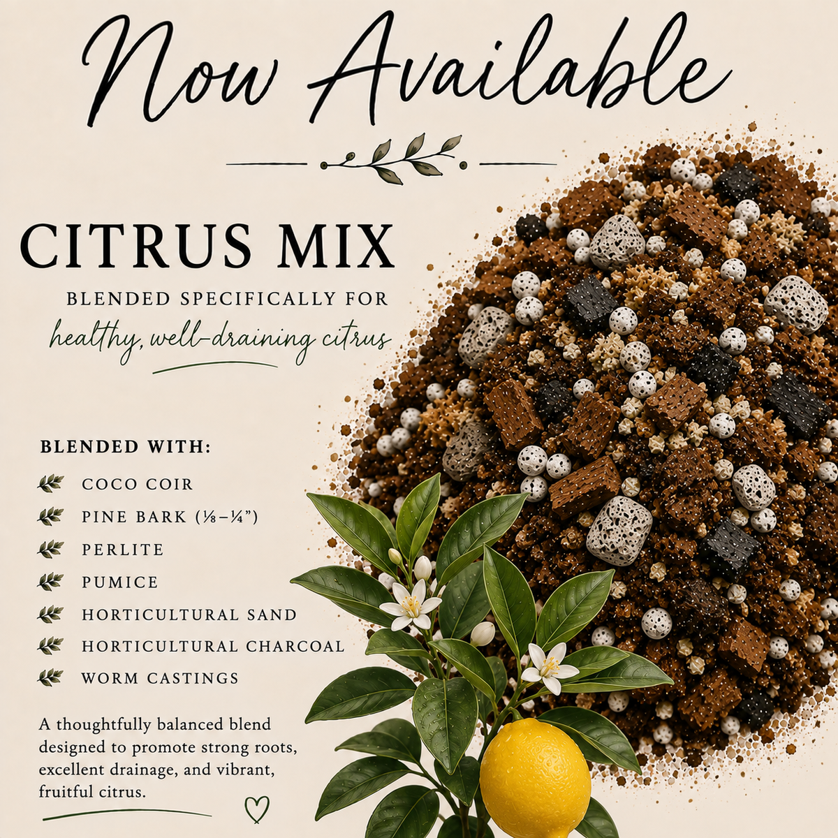 Citrus soil mix with coco coir, pine bark, perlite, pumice, horticultural sand, charcoal and worm castings