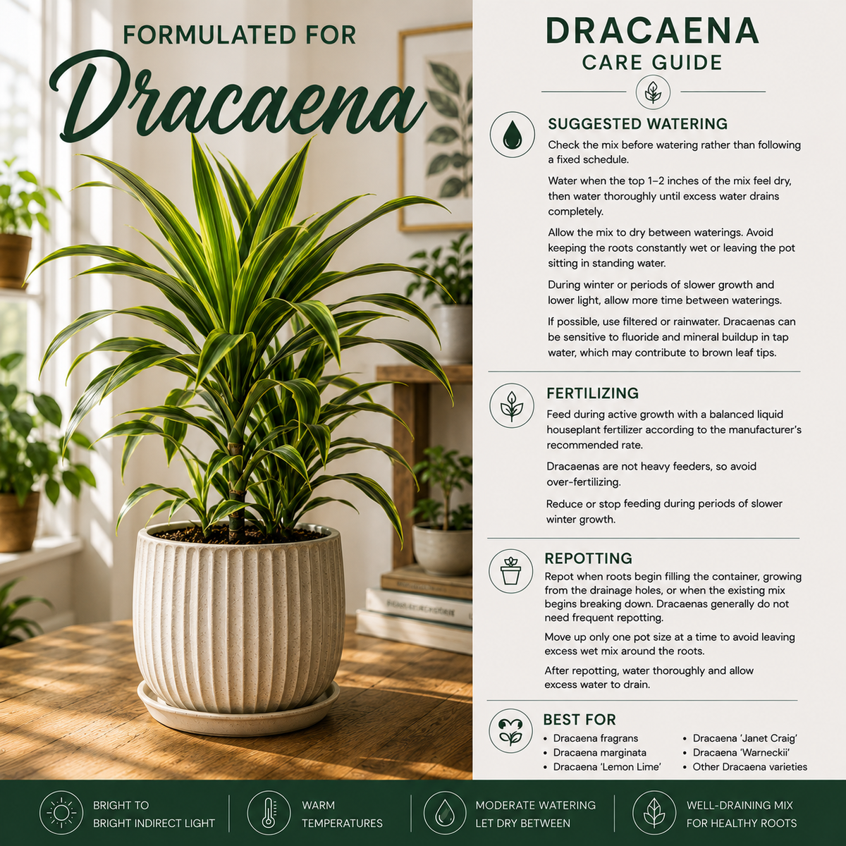 Dracaena Soil Mix – Well-Draining Potting Mix for Indoor Plants