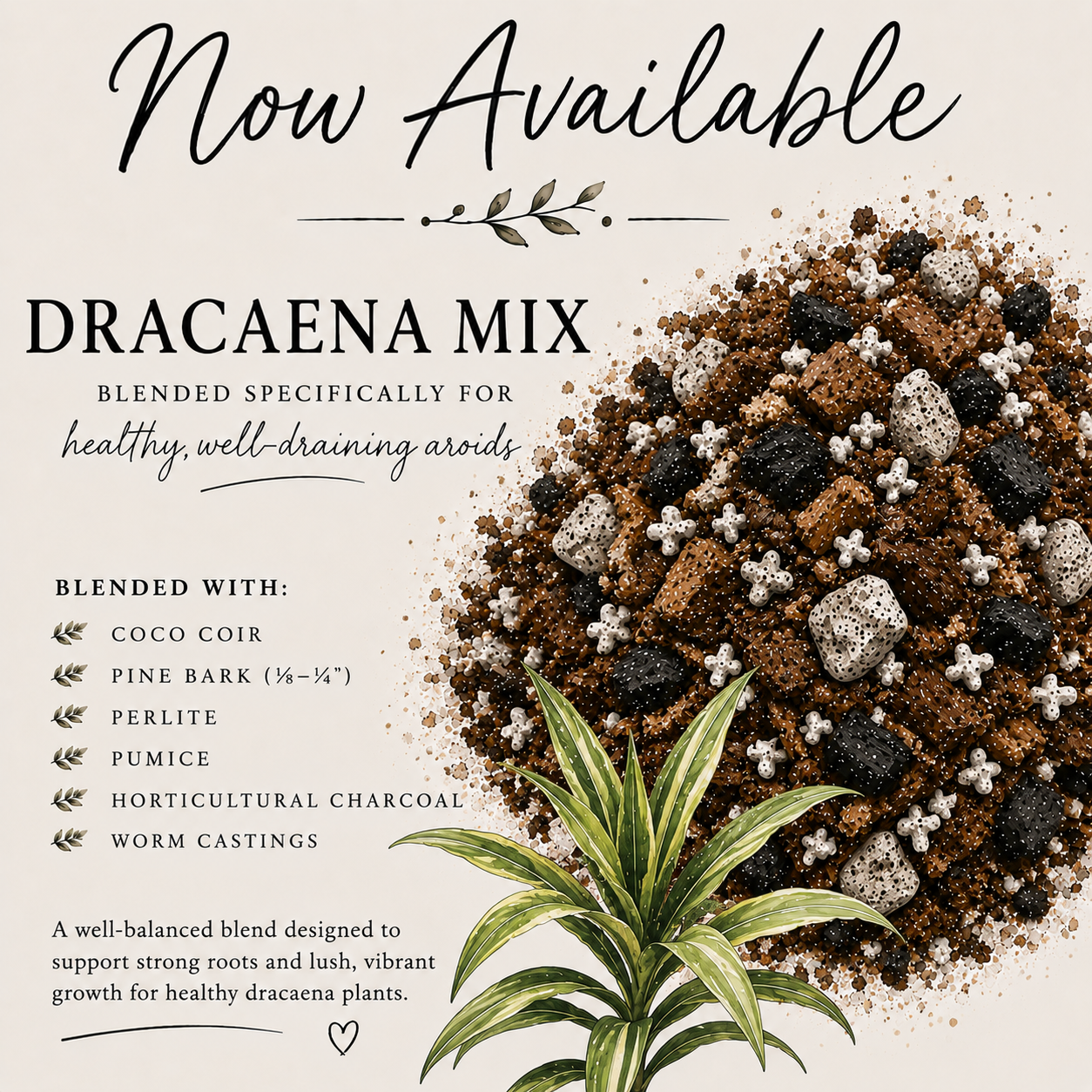 Dracaena soil mix with coco coir, pine bark, perlite, pumice, charcoal and worm castings