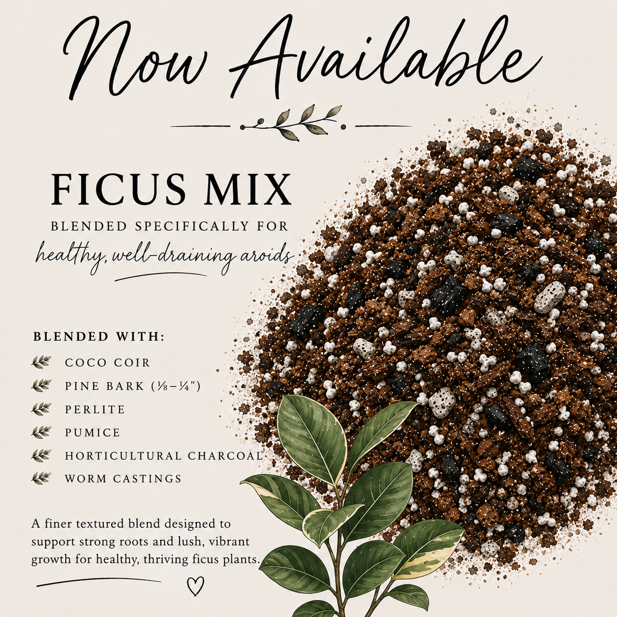 Ficus soil mix with coco coir, pine bark, perlite, pumice, charcoal and worm castings