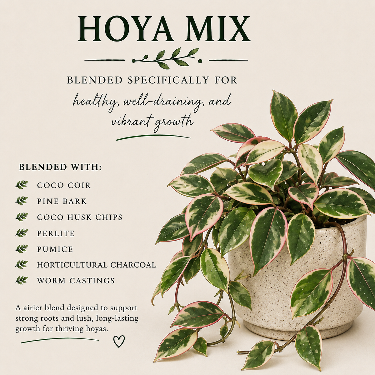 Hoya Soil Mix – Airy, Well-Draining Potting Mix for Indoor Plants
