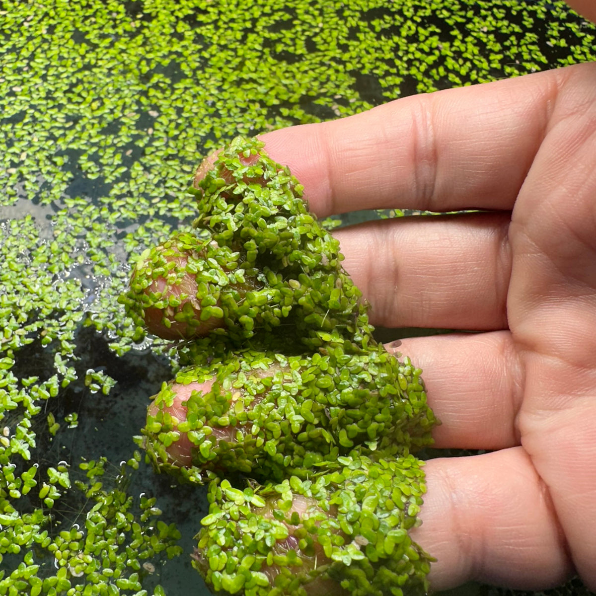 Live Small Duckweed – Freshwater Aquarium & Aquatic Feeder Plant