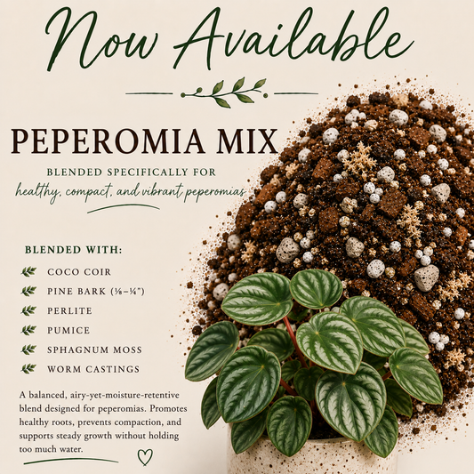 Peperomia soil mix with coco coir, pine bark, perlite, pumice, sphagnum moss and worm castings