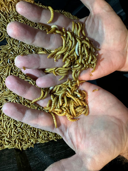 100 Mealworms
