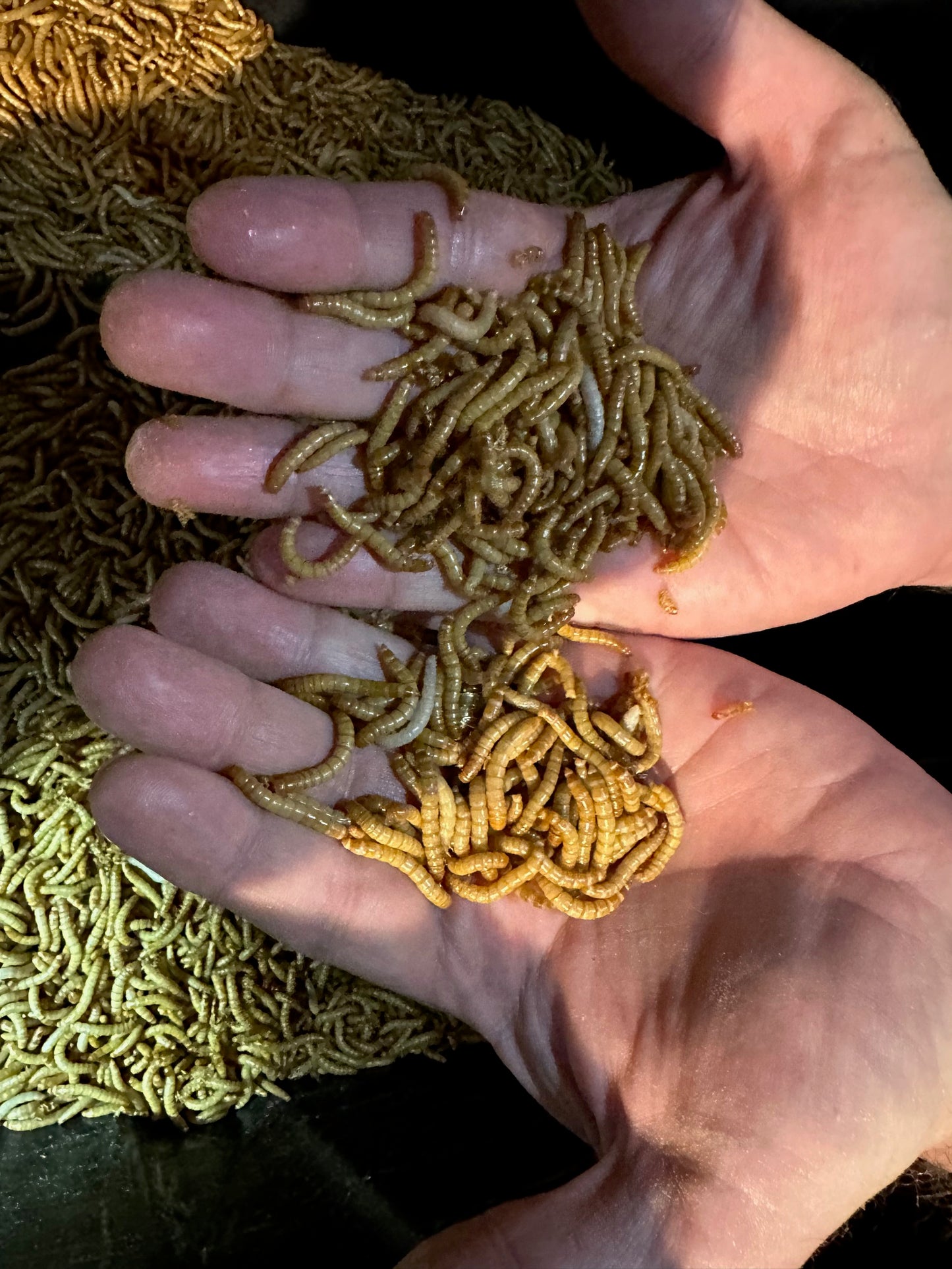Mealworms