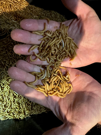 100 Mealworms