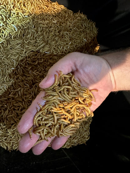 100 Mealworms