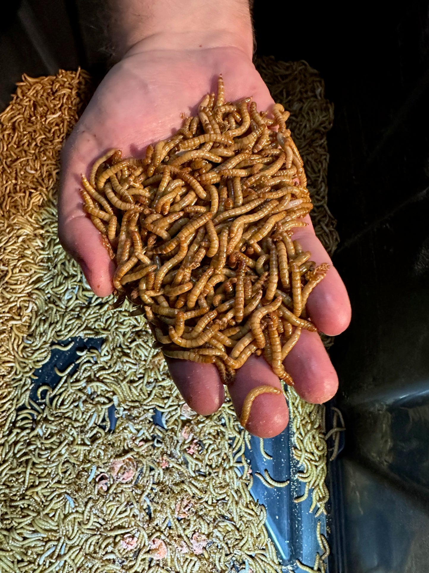 Mealworms