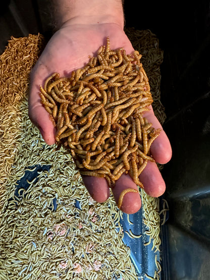 100 Mealworms